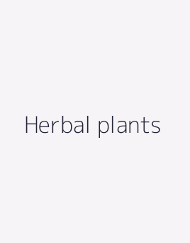 Herbal plants